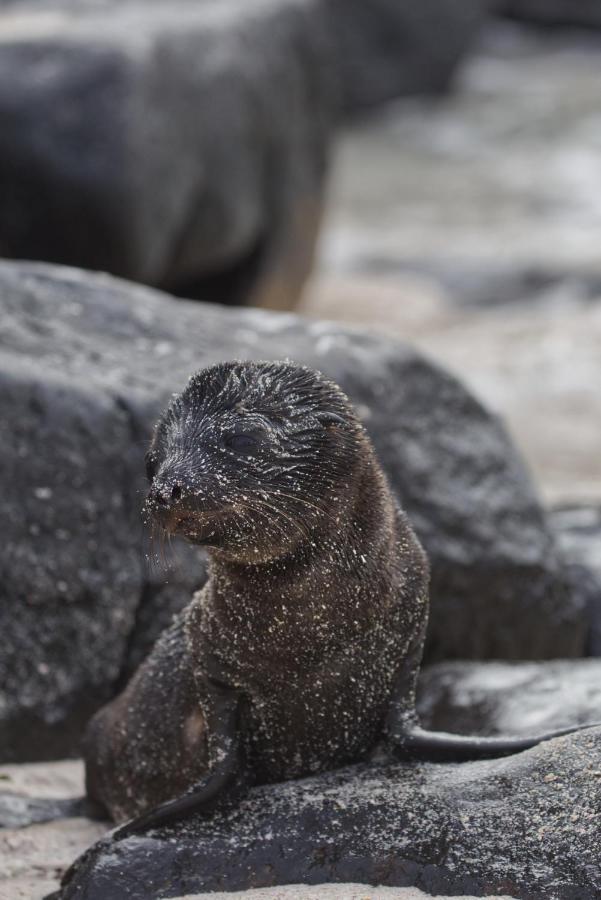Suite Cielo, Discover The Magic Of Galapagos Puerto Baquerizo Moreno Esterno foto