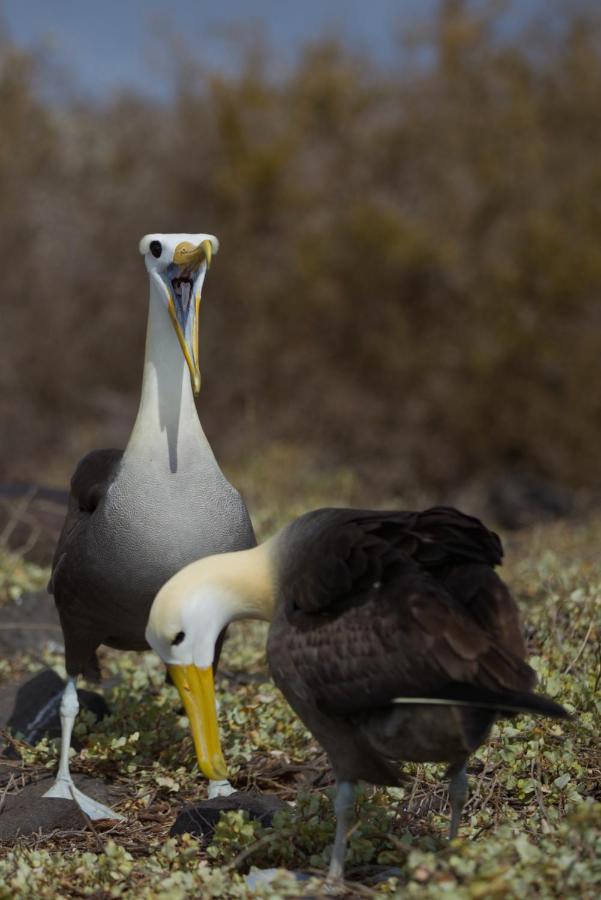 Suite Cielo, Discover The Magic Of Galapagos Puerto Baquerizo Moreno Esterno foto